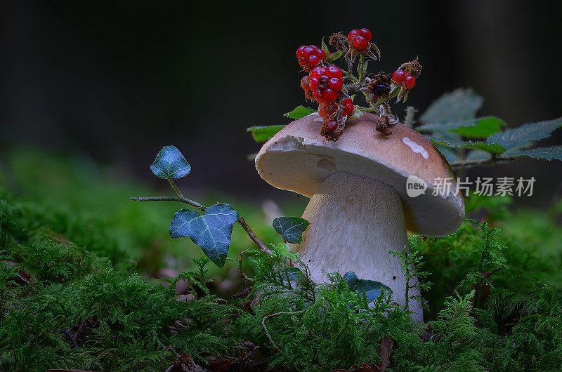 Boletus edulis（牛肝菌、cep、Steinpilz 或便士包子蘑菇）